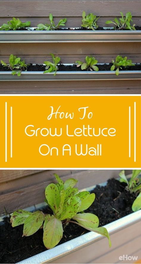 How to Grow Lettuce on a Wall Lettuce Garden, How To Grow Lettuce, Grow Lettuce, Urban Gardening Ideas, Vertical Vegetable Gardens, Growing Lettuce, Vertical Vegetable Garden, Vertical Herb Garden, Vertical Garden Diy