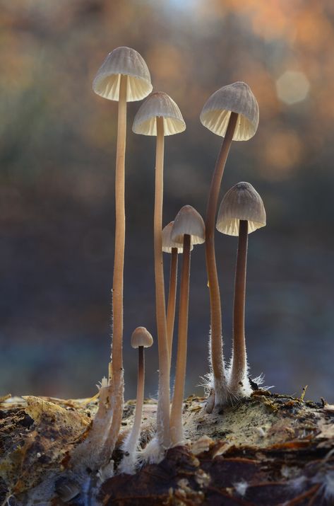 Standing Tall ( Mycena fungi composition) Tall Mushroom Drawing, Tall Mushrooms, Fantastic Fungi, Fungi Art, Mushroom Pictures, Mushroom Tattoos, Slime Mould, Mushroom Fungi, Mushroom Art