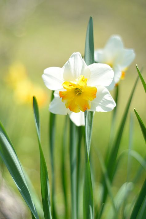 Narcissus Sagittarius Flower, White Narcissus, Greek Flowers, Garden Gloves, Narcissus Flower, Greek Myth, Blossom Garden, Garden Bulbs, Spring Bulbs