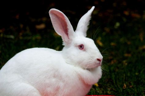 Florida White Rabbit, Animal Pics, White Rabbit, I Don't Know, Rabbits, Animals Beautiful, Alice In Wonderland, Animal Pictures, Florida