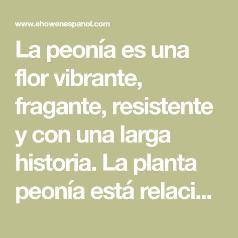 La peonía es una flor vibrante, fragante, resistente y con una larga historia. La planta peonía está relacionada con la antigua mitología griega y cuenta con otras asociaciones significativas. Es muy apreciada por su belleza, fragancia, tolerancia y longevidad. Hoy en día, la peonía es una inclusión popular en los ...