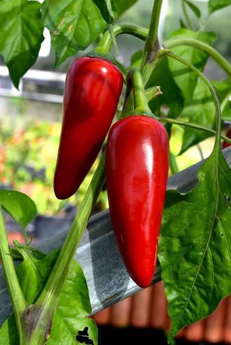 Red Jalapenos | www.rachelphipps.com @rachelphipps Small Yard Vegetable Garden Ideas, Red Jalapenos, Healthy Pepper Steak Recipe, Fruits And Vegetables Pictures, Chilli Plant, Stuffed Peppers Healthy, Vegetable Decoration, Keto Fruit, Vegetable Pictures