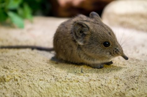 Thought lost to science, the Somali sengi elephant shrew has been rediscovered in the Horn of Africa. Wonky Animals, Elephant Shrew, Horn Of Africa, Tiny Elephant, Types Of Cats, Animal Study, Animal References, The Horn, Fresh Flowers Arrangements