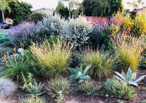 Front Yard With Some Privacy and California Native Plants-Costa Mesa - Mediterranean - by H2 XERO Landscape Front Yard Native Garden, California Native Shade Plants, Ca Native Front Yard Landscaping, Xeriscape Landscaping New Mexico, California Coastal Landscape Design, California Ranch Landscaping, Texas Native Landscaping Front Yards, Native California Landscaping, California Native Plants Landscaping