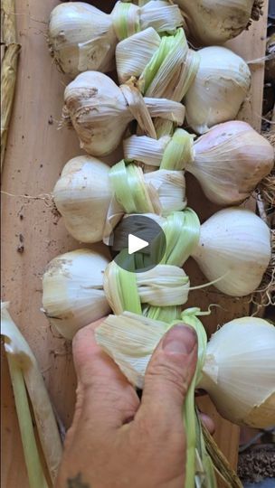 Braiding Garlic, Drying Garlic, Garlic Braid, Garlic Garden, Grow Your Own Food, Preserving Food, The Last Day, Super Simple, Find It