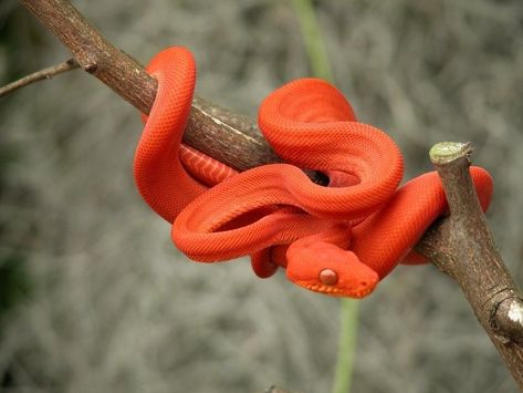 Orange Amazon Tree Boa (Corallus hortulanus) Snake Anime, Aesthetic Snake, Snake Aesthetic, Orange Snake, Snake Photos, Cool Snakes, Snake Tattoos, Colorful Snakes, Pretty Snakes