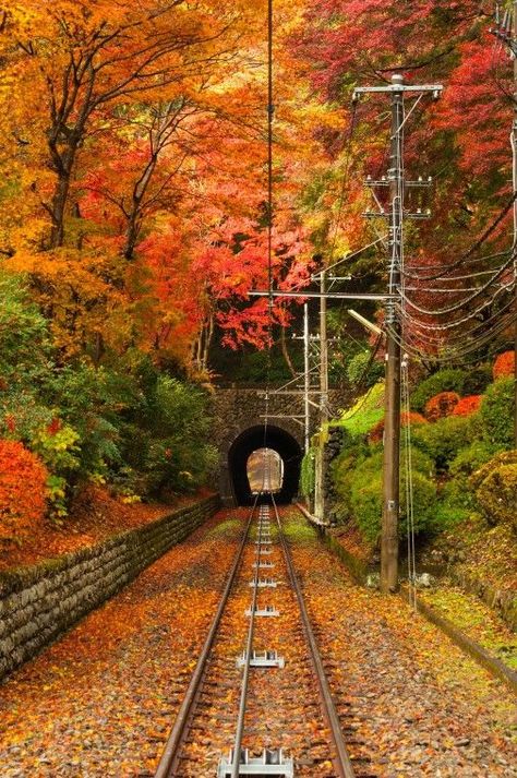 Fall Nature, Image Nature, Autumn Scenes, Train Pictures, Kyushu, Autumn Nature, Autumn Scenery, Visit Japan, Fall Pictures