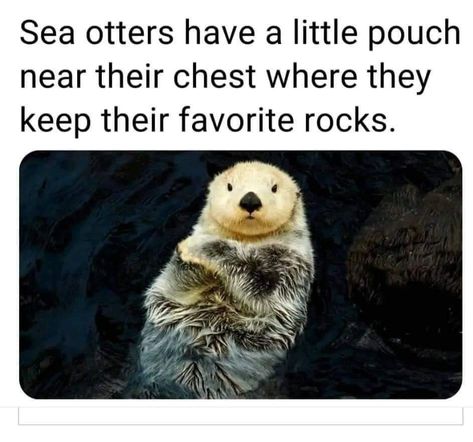 Sea Otters, Carmel By The Sea, Funny And Cute, Sea Otter, Random Facts, Animal Facts, Cute Wild Animals, Cute Animal Photos, Animal Planet