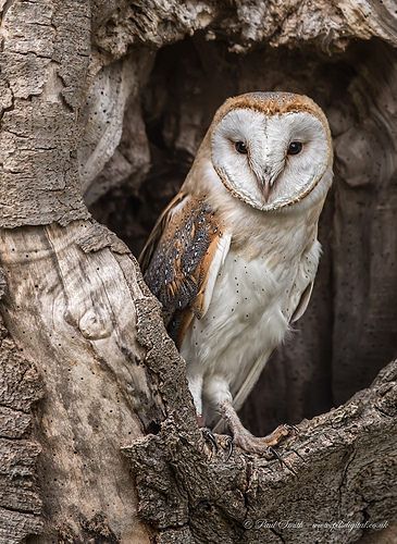 Barn Owl in Tree Barn Owl Pictures, Owl In Tree, Tre Kunst, Barn Owls, Owl Tree, Owl Photos, Owl Pictures, British Wildlife, Beautiful Owl