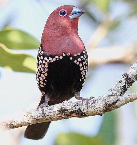 The pink-throated twinspot is an estrildid finch. It inhabits dry savanna and moist, subtropical/tropical (lowland) shrubland habitats near the southeast African coast in Mozambique, South Africa and Swaziland. It has a large range, with an estimated global extent of occurrence of 160,000 km². Regnul Animal, Most Beautiful Birds, Kinds Of Birds, Bird Painting, Colorful Bird, Airbrush Art, Nature Birds, Bird Pictures, Exotic Birds