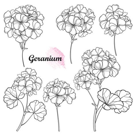 2,125 Geranium Illustrations & Clip Art - iStock Geranium Flower Tattoo, Geranium Tattoo, Flower Tattoo Stencil, Tattoo Writing Styles, Flower Tattoo Stencils, Flor Tattoo, Tattoo Black And White, Herb Art, Tattoo Line