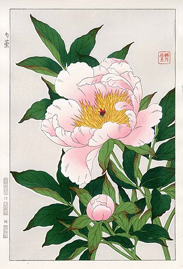 Peony (woodblock print) - Shodo Kawarazaki (1889-1973) Asian Flowers, Illustration Botanique, Japon Illustration, Japanese Flowers, Illustration Vintage, Japanese Woodblock Printing, Japanese Painting, Botanical Drawings, Japan Art