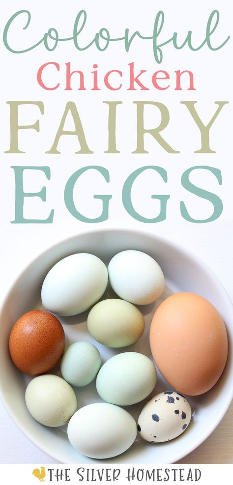 A full size Rhode Island Red brown egg and a standard Coturnix quail egg (white with dark brown splotches) next to powder blue, speckled sea foam, blue, green and speckled brown fairy eggs, for a total of 8 fairy eggs, in a white bowl with text that reads how I save colorful chicken fairy eggs Chicken Egg Colors, Chicken Coop Building Plans, Fairy Egg, Raising Chicks, Tiny Fairy, Chicken Keeping, Keeping Chickens, Egg Laying, Backyard Farming