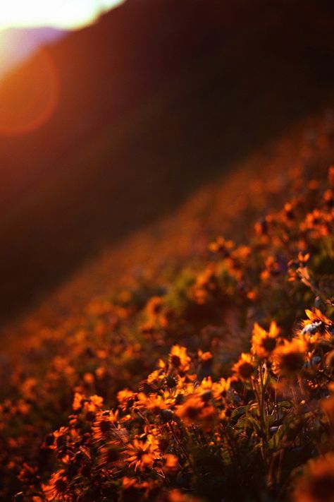 . Orange Aesthetic, Sky Color, Orange Wallpaper, Sunflower Fields, Cute Wallpaper For Phone, Hazel Eyes, Brown Aesthetic, Nature Aesthetic, Autumn Trees