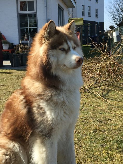 Wolf Brown Alaskan Malamute, Brown Malamute, Pet Claims, Brown Husky, Malamute Husky, Dog Crossbreeds, Malamute Dog, Alaskan Husky, Cute Husky