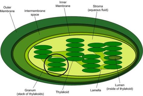 Chloroplast Structure by Public Domain, https://commons.wikimedia.org/w/index.php?curid=434456 Plant Cell Structure, Lynn Margulis, Biology College, Light Reaction, Electron Transport Chain, Eukaryotic Cell, Plant Tissue, Water Molecule, Energy Transfer