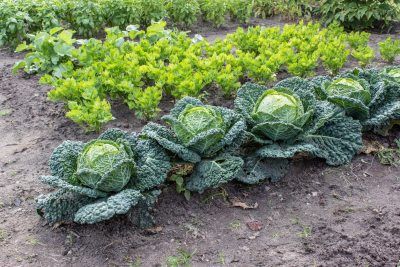 Companion Planting Vegetables, When To Plant Vegetables, Drought Tolerant Perennials, Succession Planting, Creeping Jenny, Gardening Trends, Drought Resistant, Ground Cover Plants, Vegetable Garden Design