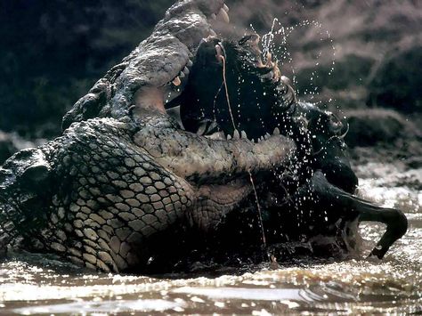 Nile Crocodile Attacks On Humans | nile crocodile habitat nile crocodiles inhabit mostly in coastal ... Crocodile Habitat, Crocodile Facts, Crocodile Eating, Crocodile Species, Animal Facts Interesting, Animal Facts For Kids, Crocodile Animal, Nile Crocodile, Animal Attack