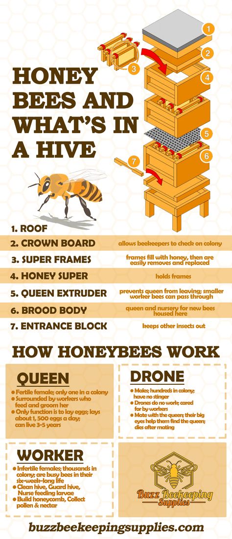 What’s New, Diy Bee Hive, Honey Bee Farming, Honey Bee Facts, Honey Bees Keeping, Bee Farming, Bee Hive Plans, Backyard Bee, Beekeeping For Beginners