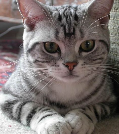 American Wirehair Breed Description - FCN Black Violin, American Wirehair, Kitten Names, Cat Shedding, American Shorthair, White Kittens, Life Expectancy, Animal Photo, Beautiful Cats