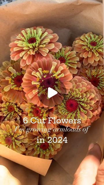 Jessica • Farmer Florist • Haldimand County on Instagram: "✨Growing cut flowers can be a dream ✨ …when you find your go-to varieties! Here are 6 cut flowers I will ALWAYS grow. Aaaand, they are on trend with this year’s @pantone Color of the Year - Peach Fuzz✨ 🍑Queen Lime Orange Zinnia - Beautiful peach tones and texture that seem to go well with so many color palettes 🍑Benary’s Giant Salmon Zinnia - For soft, peachy texture and disc shapes that build your bouquets 🍑Cornel Bronze Dahlia - For tonnes and tonnes of gorgeous peachy copper tone focal flowers just in time for fall arranging 🍑Apricot Statice - tall, strong peachy stems that are useful fresh and dried! 🍑Magic Single Feverfew - tiny, daisy type filler flowers that add whimsy in any bouquet 🍑Hot Biscuit Amaranth - the perfec Farmer Florist, Focal Flowers, Orange Zinnia, Growing Cut Flowers, Filler Flowers, Peach Tones, Pantone Color Of The Year, Peach Fuzz, Amaranth