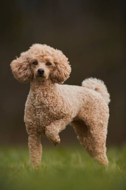 Apricot Toy Poodle Full Grown, Apricot Poodle Toy, Amelia Core, Toy Poodle Apricot, Apricot Standard Poodle, Apricot Poodle, Anjing Poodle, Poddle, Toy Poodle Puppies