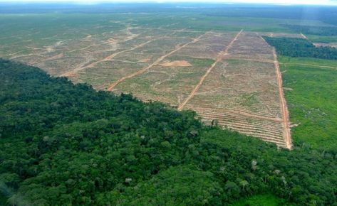 Palm oil deforestation in Peru Peat Soil, Peruvian Amazon, Tropical Countries, Love The Earth, Sustainable Agriculture, Indigenous Community, La Source, Palm Oil, The Guardian