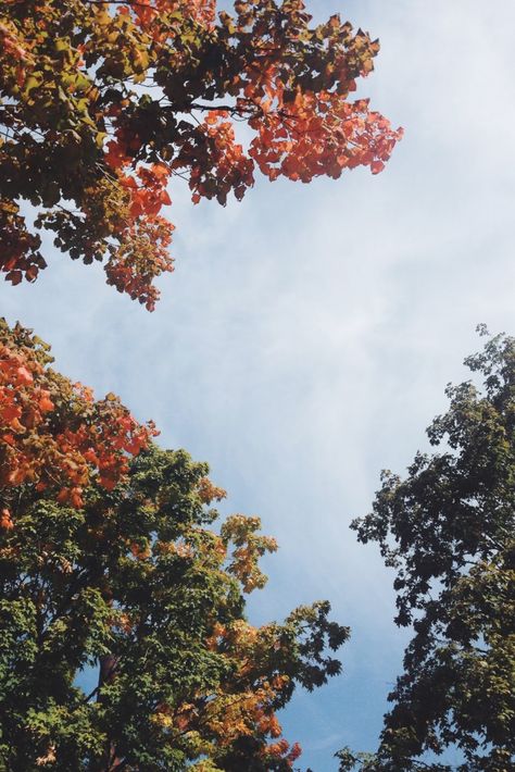 Fall Sky, Grant Achatz, Autumn Scenery, Fall Feels, Best Seasons, Autumn Beauty, Autumn Aesthetic, Fall Foliage, Happy Fall