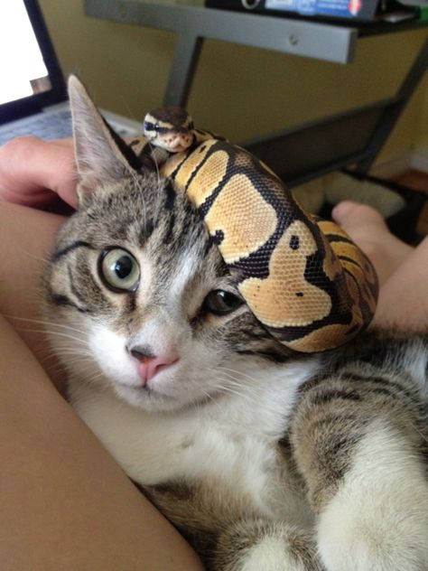 SO cute and funny! Ball python head scarf for a very perturbed cat Cute Snakes, Ball Python Pet, Python Royal, Pretty Snakes, Dream Pet, Dream Future, Cute Reptiles, Cute Snake, Pet Snake