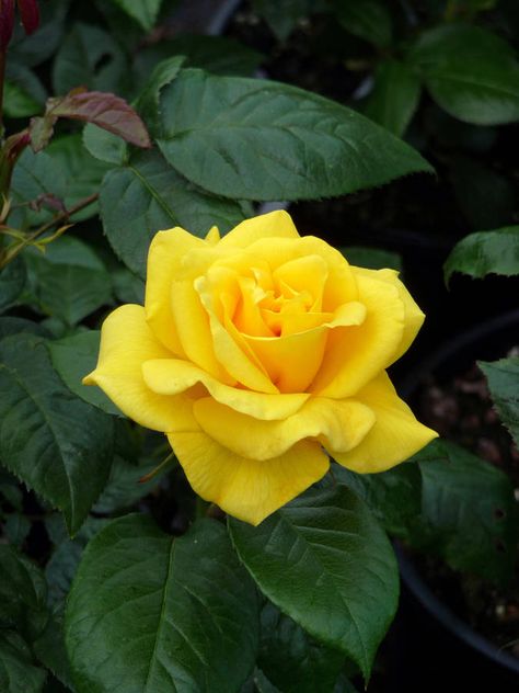 'Golden Wedding', Floribunda rose. Jack E. Christensen (United States, 1992). Rose Reference, Floribunda Rose, Yellow Rose Flower, Golden Wedding Anniversary, Plant Gift, Growing Roses, Hybrid Tea Roses, Golden Wedding, 50th Wedding Anniversary