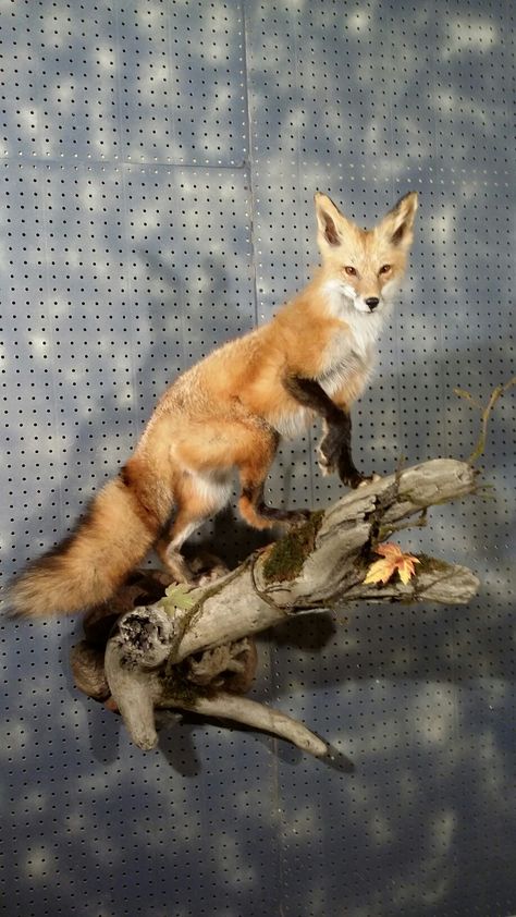 Red Fox -wall mount, Fur, Feathers, and Fins Taxidermy Red Fox Taxidermy, Fox Taxidermy Mount, Fox Mounts Taxidermy, Taxidermy Room, Coyote Mounts, Viking Furniture, Fox Taxidermy, Deer Wall Mount, Taxidermy Fox