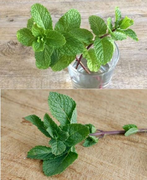 The 6 Herbs You Can Grow in... - Barbara O'Neill Lectures How To Grow Mint, Grow Mint, Plants Grown In Water, Tanaman Air, Growing Herbs Indoors, Growing Mint, Peppermint Plants, Growing Basil, Mint Plants