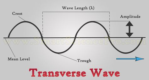 Longitudinal Wave, Types Of Waves, What Is Energy, Physics Lessons, Science Images, Physics Books, 7th Grade Science, Science Vocabulary, Secondary Science