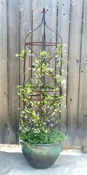 Star jasmine in a pot on the porch. I would create more of a triangle Pot Trellis, Jasmine Plant, Star Jasmine, Garden Vines, Cottage Gardens, Planter Ideas, Porch Garden, Garden Containers, Garden Trellis