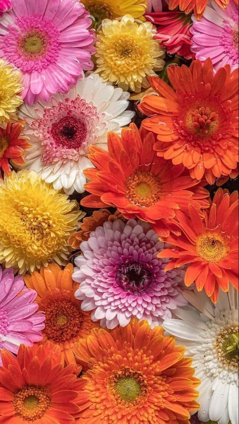 Flower Identification, Gerbera Flower, Pink Gerbera, Sunflowers And Daisies, Gerbera Daisies, Daisy Wallpaper, Gerber Daisies, Special Flowers, Nothing But Flowers