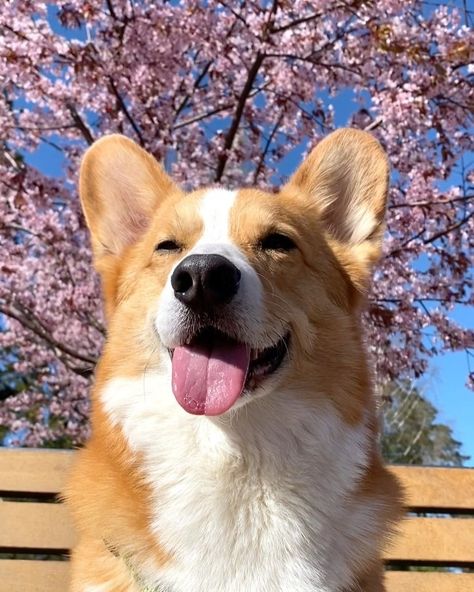 Mom Video, Cardigan Welsh Corgi, Art Camp, Herding Dogs, Spring Art, Pembroke Welsh Corgi, Cherry Blossom Tree, Camping Art, Short Legs