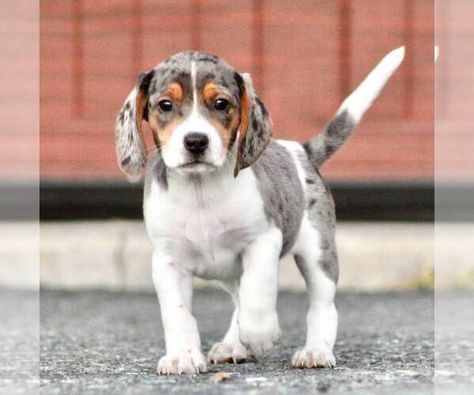 View Ad: Beagle Puppy for Sale near Pennsylvania, MYERSTOWN, USA. ADN-341670 - clegg969@gmail.com Beagles For Sale, Pocket Beagle Puppies, F1 Mini Goldendoodle, Goldendoodle Miniature, Beagle Hound, Beagle Breeds, Colorful Beagle Painting, Great Pyrenees Puppy, Pyrenees Puppies