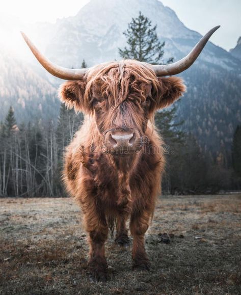 Highland Cattle in the Morning Sun. Beautiful horned Highland Cattle enjoying th #Sponsored , #Advertisement, #AD, #Cattle, #horned, #enjoying, #Morning Long Horns, Cow Photography, Cow Wallpaper, Highland Cow Art, Baby Farm Animals, Fluffy Cows, Cow Pictures, Highland Cattle