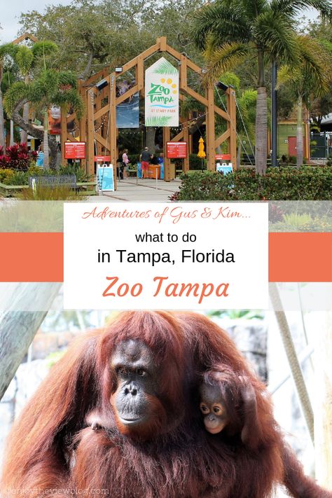 Lowry Park Zoo Tampa, Zoo Tampa, Things To Do In Tampa, Rv Camping Trips, Shoebill Stork, Girls Beach Trip, Clearwater Beach Florida, Creepy Kids, Cincinnati Zoo