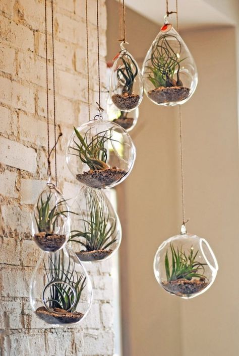 Bathroom Plants Hanging, Hanging Terrarium, Trendy Plants, Apartment Plants, Air Plant Terrarium, Hanging Plants Indoor, Plants For Hanging Baskets, Plant Projects, Hanging Succulents