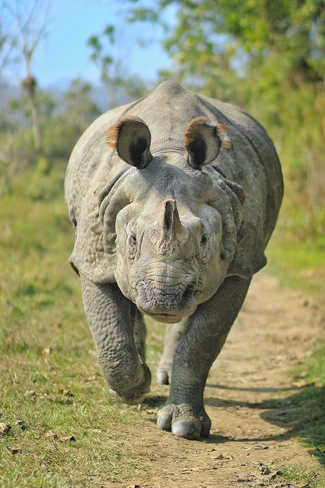 One Horned Rhino, Asiatic Elephant, Royal Bengal Tiger, Chitwan National Park, Indian Rhinoceros, Black Rhinoceros, White Rhinoceros, Animal Movement, Scary Animals