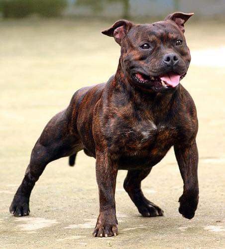 English Staffordshire Terrier, Stafford Bull Terrier, Staffy Bull Terrier, Staff Bull Terrier, Chien Cane Corso, English Staffordshire Bull Terrier, American Staffordshire Bull Terrier, Top 10 Dog Breeds, Staffy Dog