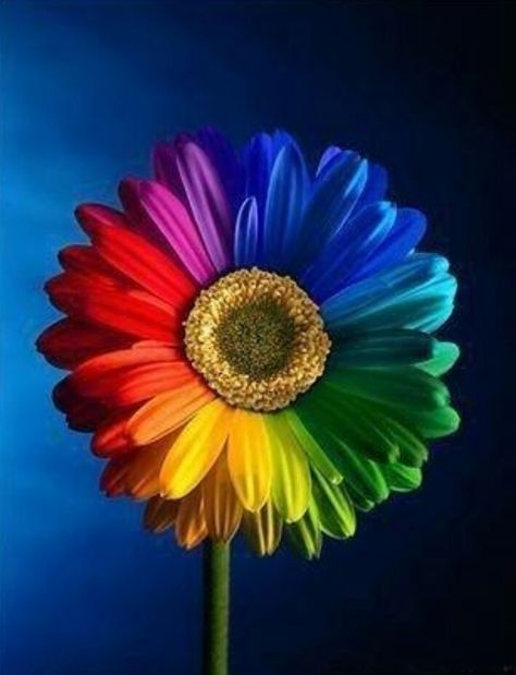 Rainbow Daisy Image Arc En Ciel, Color Explosion, Happy Birthday Meme, Rainbow Bright, Rainbow Aesthetic, Taste The Rainbow, Rainbow Wallpaper, Rainbow Abstract, Love Rainbow