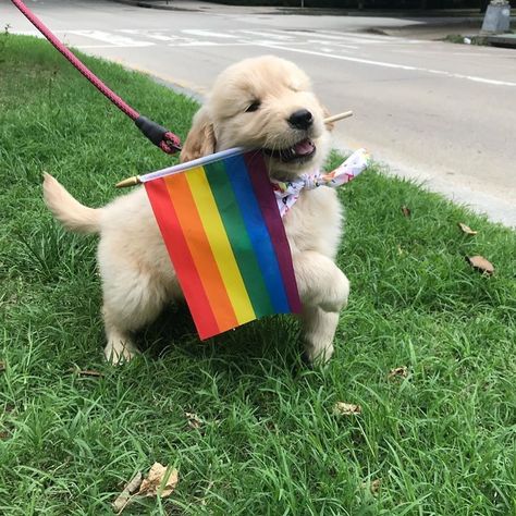 My kinda dog. #Pride Gay Aesthetic, Lgbt Love, Love Is, Rainbow Flag, Lgbtq Pride, Lgbt Pride, Pride Flags, Gay Pride, A Dog