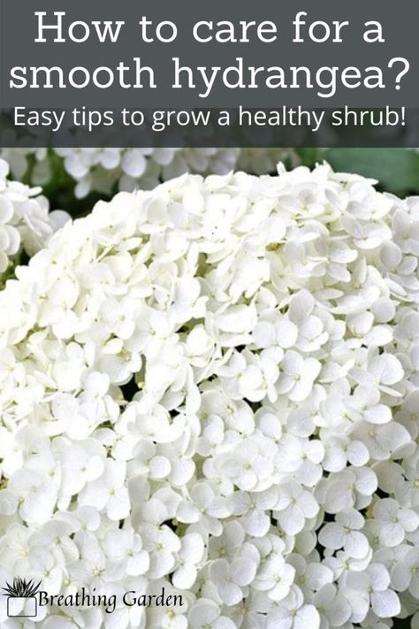 White Hydrangea: Discover The Smooth Hydrangea And Why You Should Grow It - Breathing Garden Snowball Hydrangea, Propagating Hydrangeas, French Hydrangea, Big Leaf Hydrangea, Hydrangea Shrub, Types Of Hydrangeas, Hydrangea Varieties, Hydrangea Leaves, Smooth Hydrangea