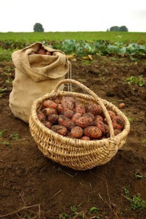 Sack Of Potatoes, Potato Harvest, Life Is Better On The Farm, Garden Harvest Basket, Potato Farm, Harvest Basket, Harvest Time, Farms Living, Down On The Farm