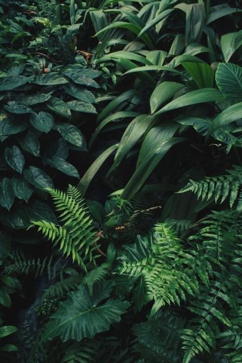 Jungle Aesthetic, Fern Wallpaper, Forest Plants, Pet Snake, Hd Phone Wallpapers, Aesthetic Background, Forest Wallpaper, All About Plants, Aesthetic Backgrounds