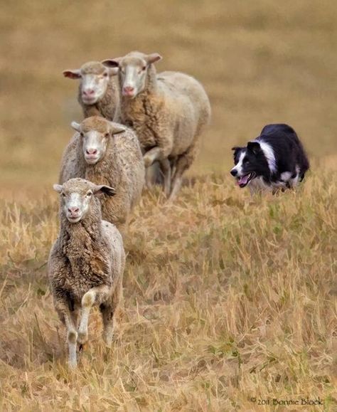 Love seeing herding dogs do their job! Border Collie Working Sheep, Dog Herding Sheep, Dog Herding, Border Collie Herding, Sheep Herding, Sheep Dogs, Vashon Island, Sheep Dog, Labrador Retriever Puppies