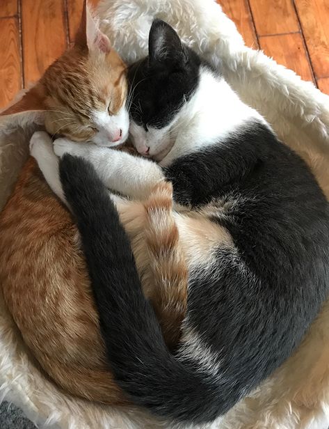 4 Cats Together, Me And Girlfriend, Cute Cats Together, 2 Cats Together, Cats Sleeping Together, Two Cats In Love, Cute Cats Love, Cat Together, Cats Dating