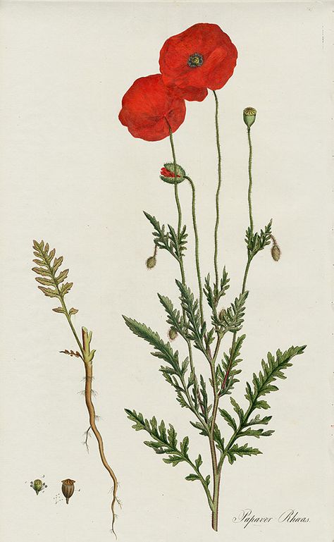 Curtis Flora Londinensis Botanical Prints 1775 Poppy Flower Drawing, Papaver Rhoeas, Poppy Drawing, Poppies Tattoo, Poppy Art, Poppy Painting, Red Poppy, Scientific Illustration, Botanical Drawings